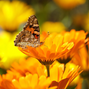 Coffret Calendula